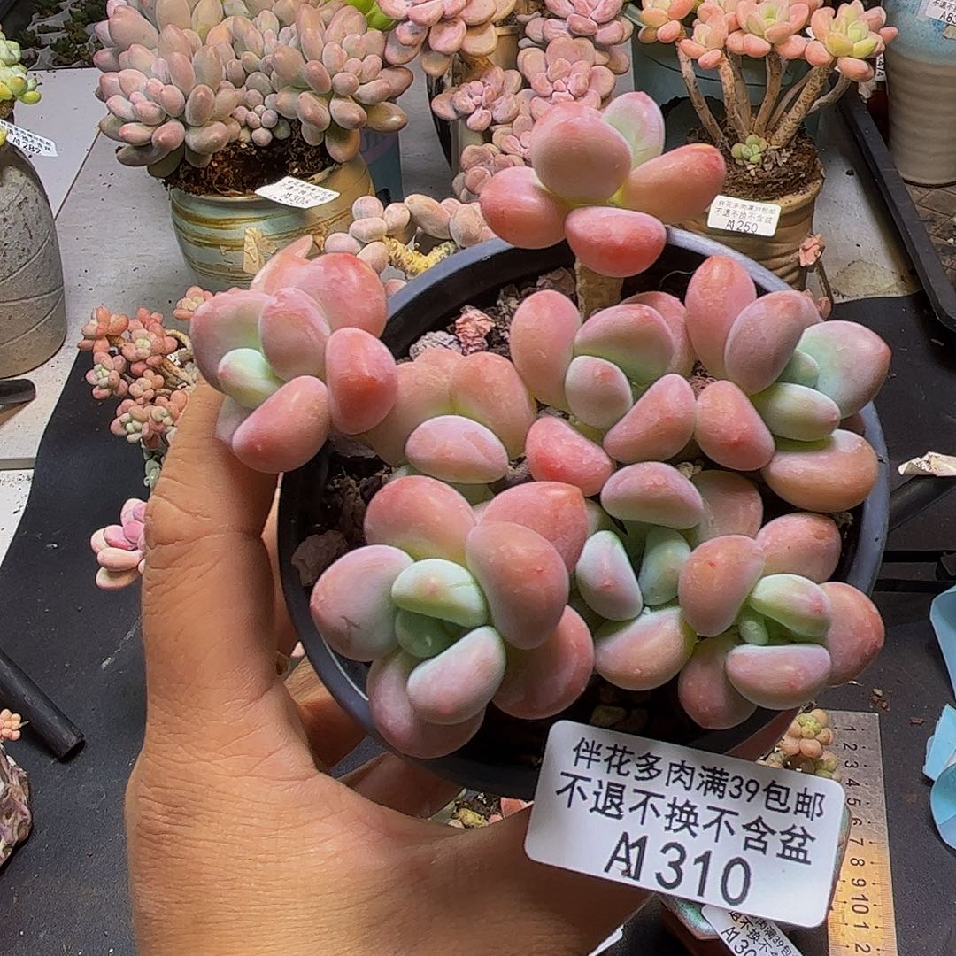 橘子香水洛神310/8cm