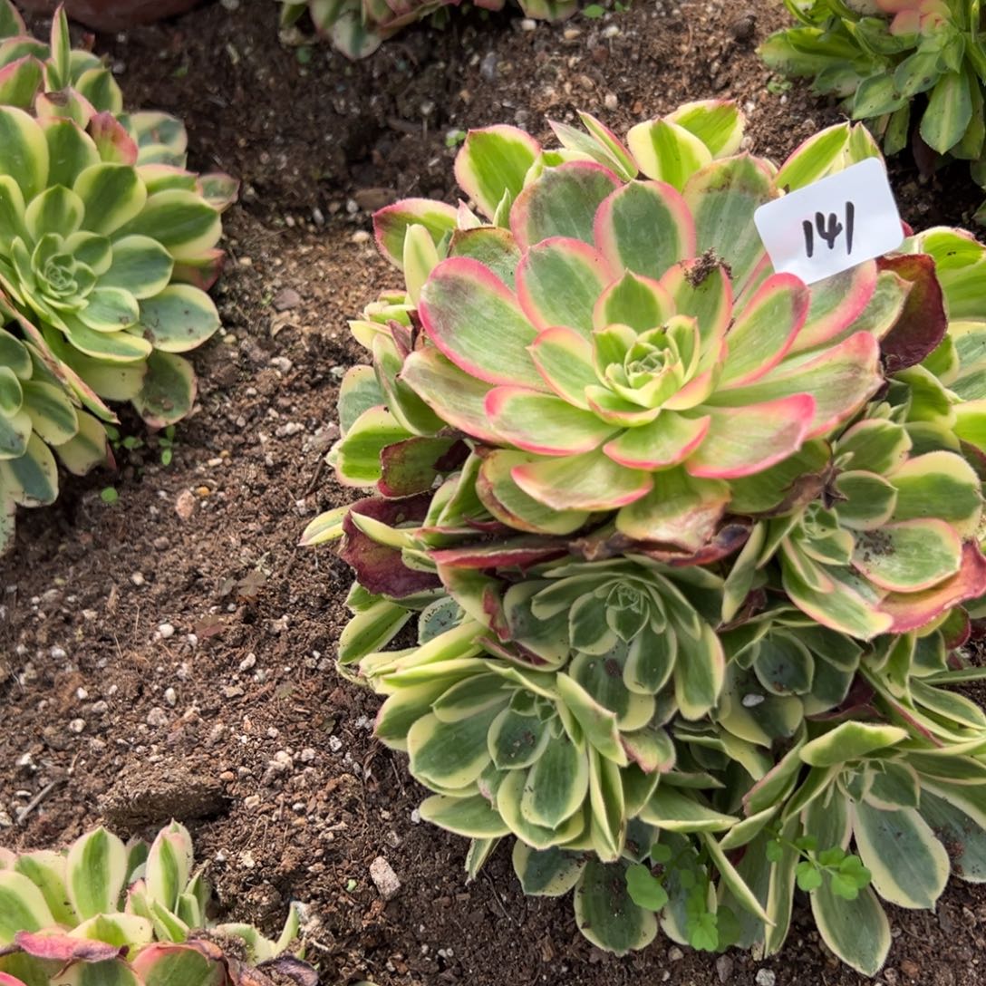 141半糖多肉嘻嘻嘻嘻