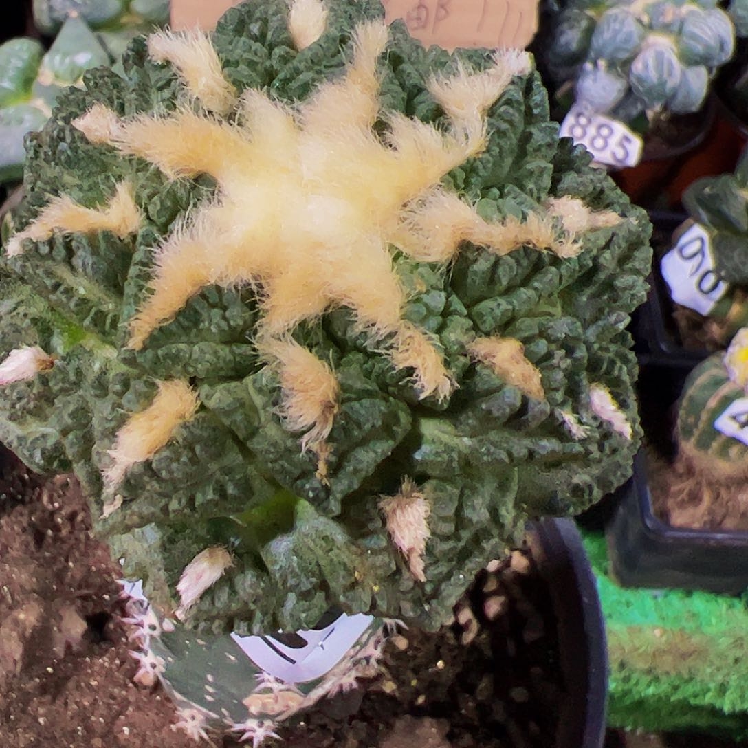 无花朵小尤隔尤龟甲牡丹127