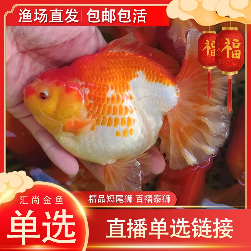精品金鱼观赏鱼百褶泰狮短尾狮兰寿