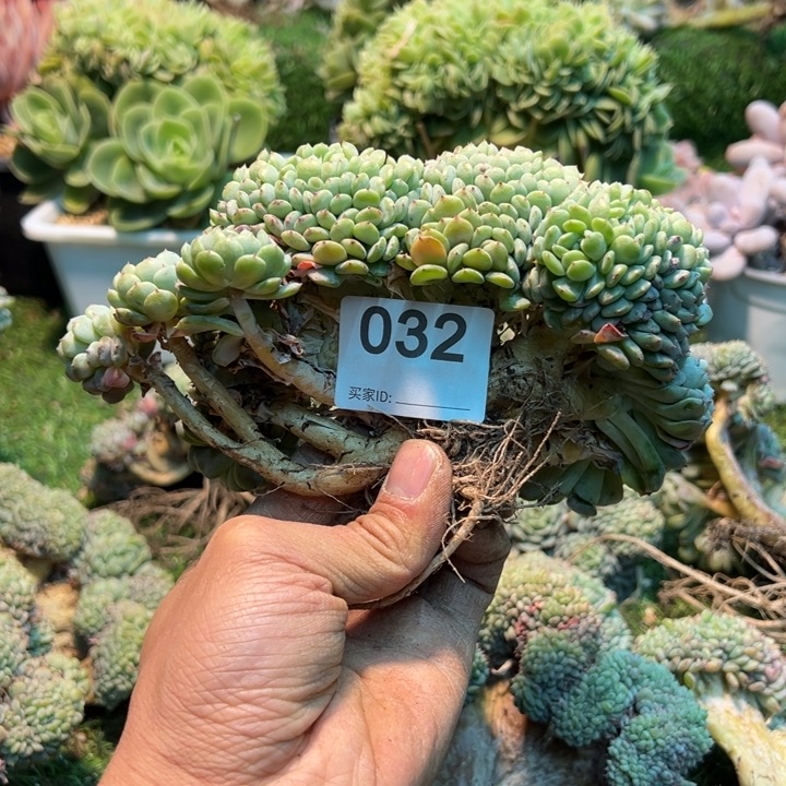 灵***熙然的多肉一位032’mm