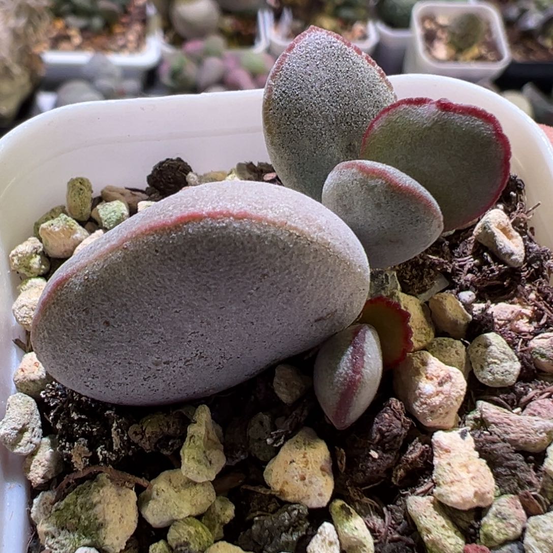 哈默白蛋水泡多肉植物水泡