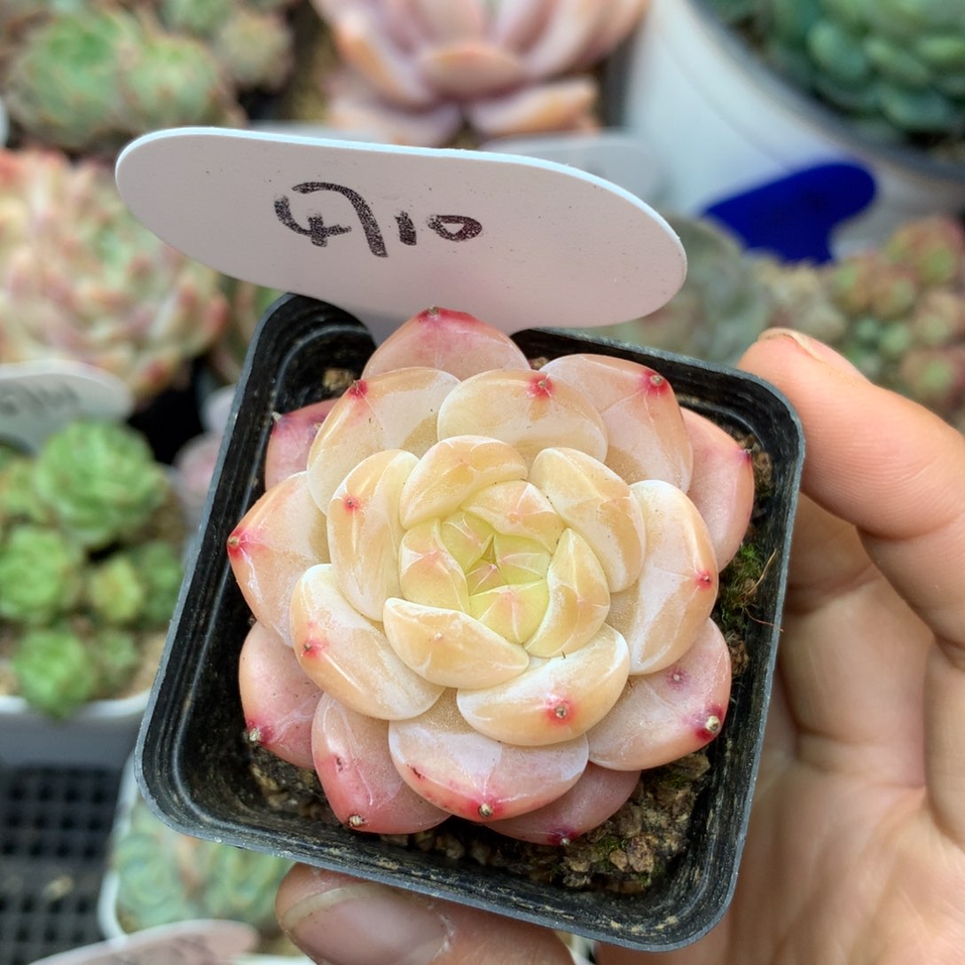 油透珍妮单头4710