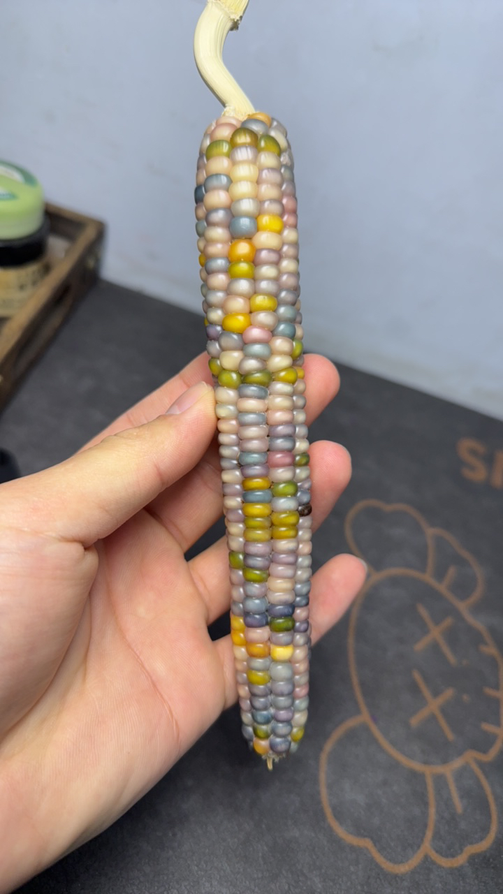 文玩玉米直播间专拍