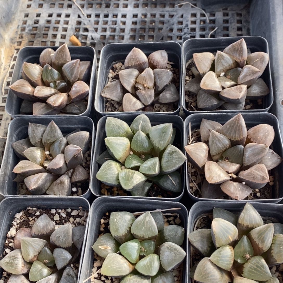 604 一颗大日月潭 