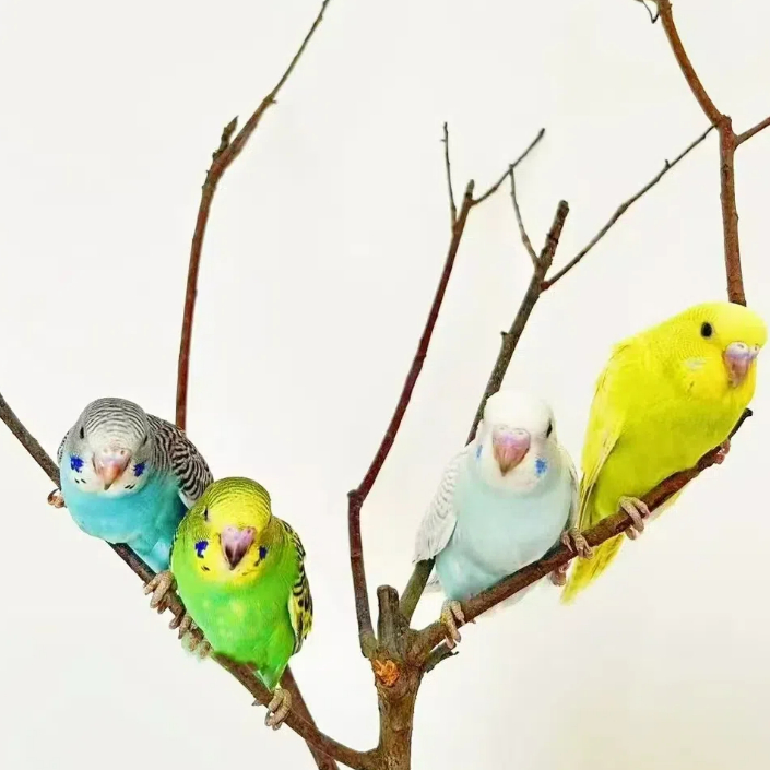 2只鹦鹉亲人粘人到家能上手说话