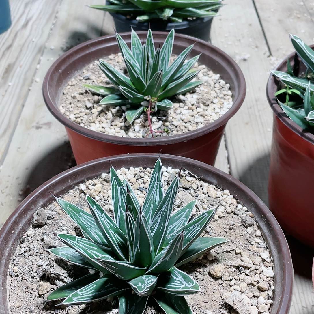 宫本屉之雪10公分左右