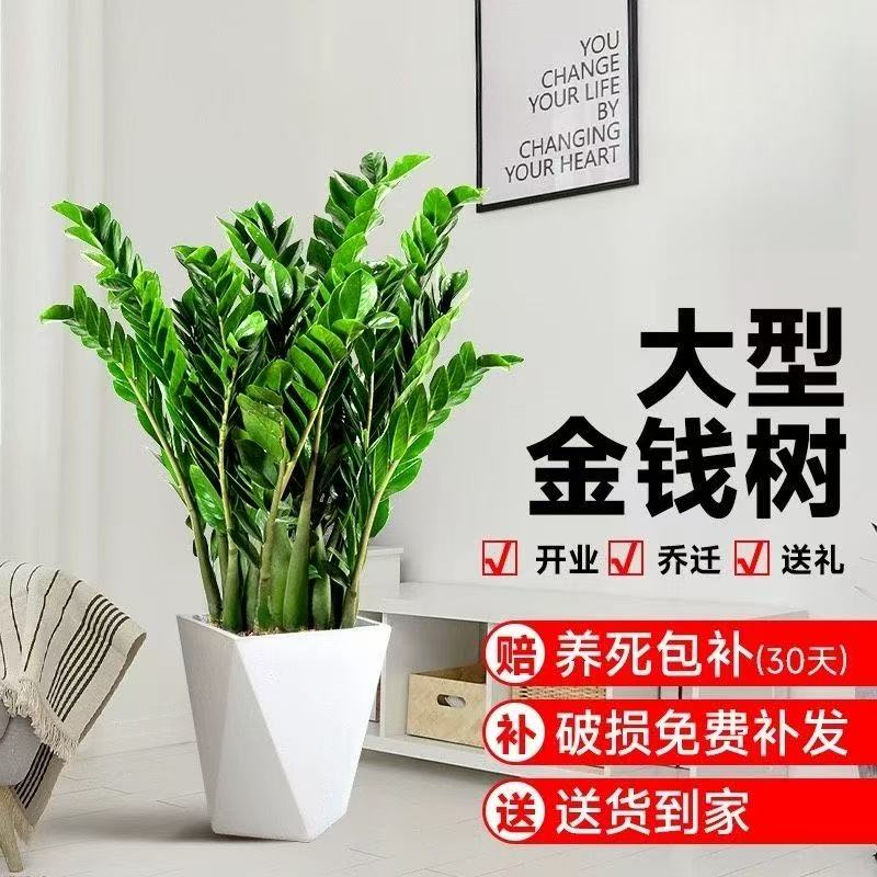 金钱树盆栽室内植物钱串子招财客厅办公室绿植花卉四季常青吸甲醛