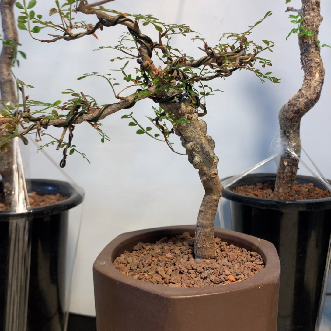 象足漆树实生带盆