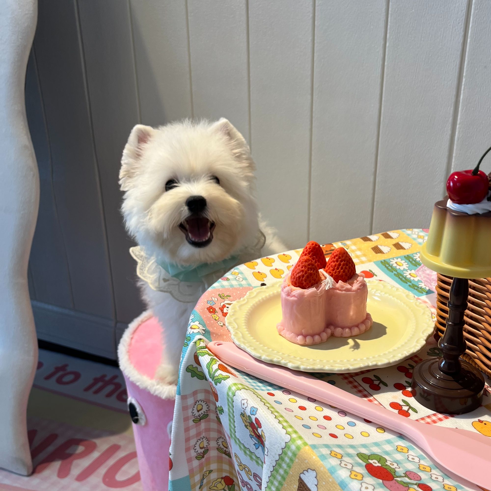 精品西高地软毛软爆毛狗