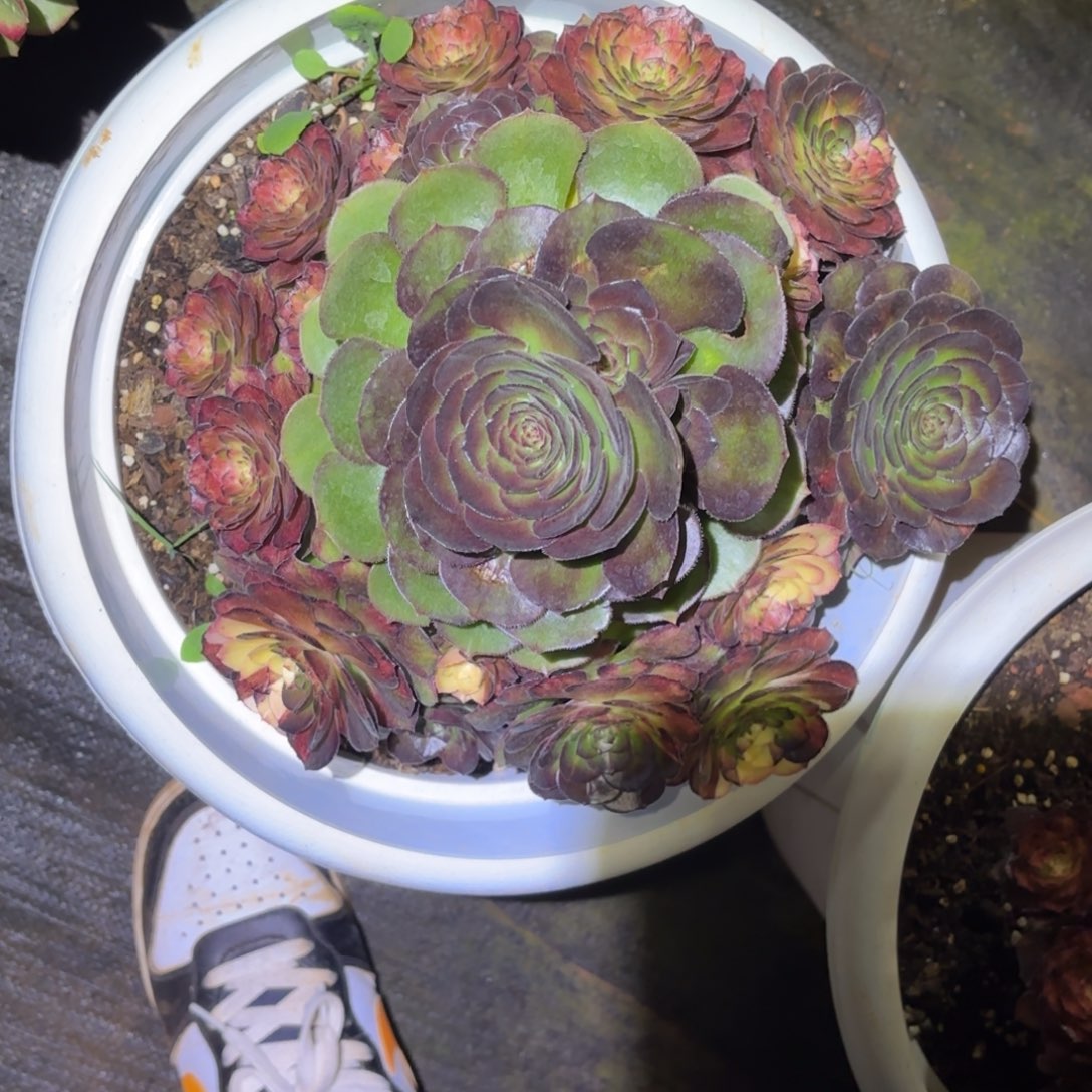 云南多肉植物海王七彩