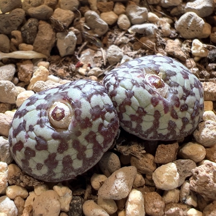 722.  Ts603.  福利一颗。 