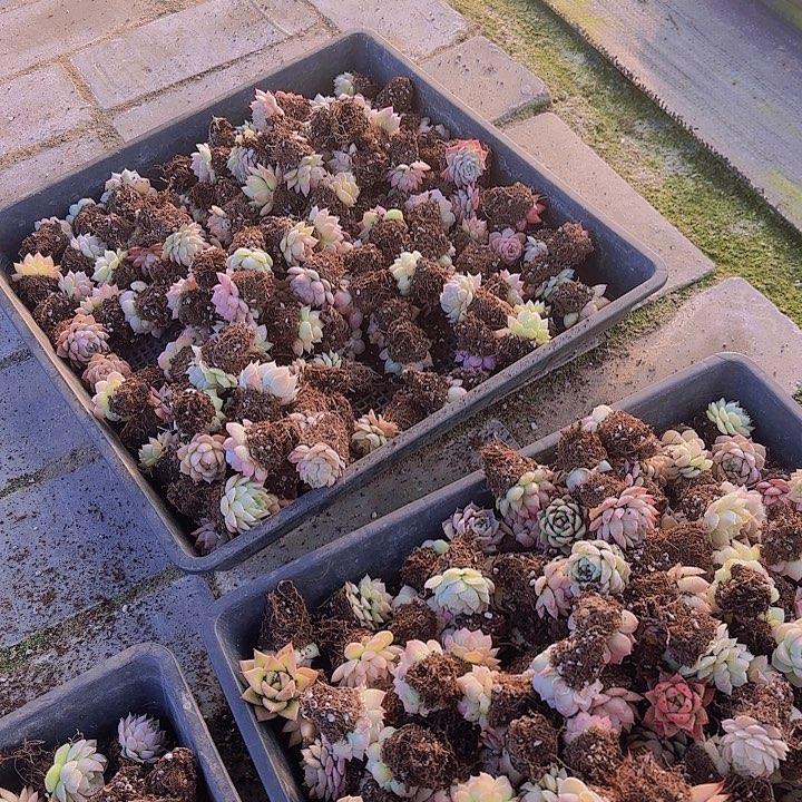 混合品种50颗带盘土