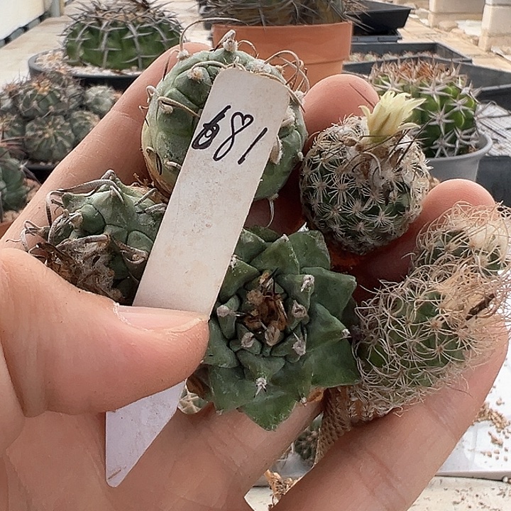 张***军仙人球 娇丽套餐681