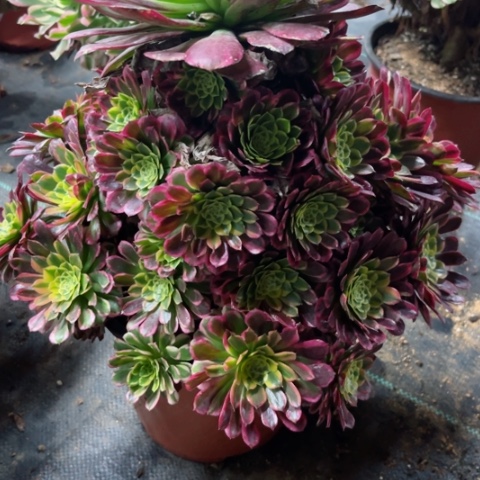 多肉植物朝霞锦。