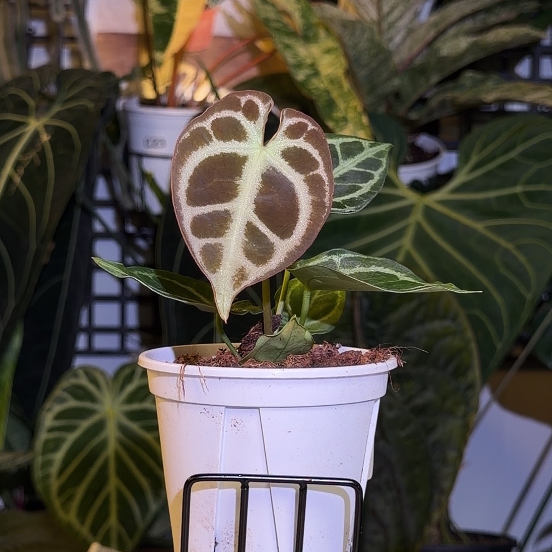 完全开放M200 蝴蝶花烛