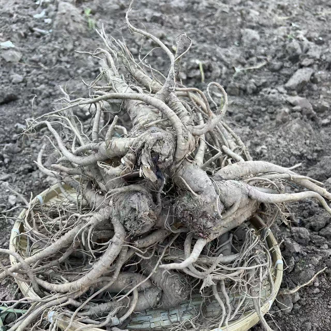 甘肃岷县高山种植鲜当归中条