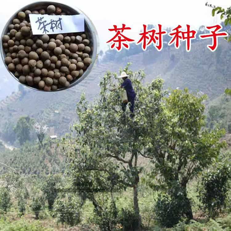 冰岛大叶种古树茶 茶籽