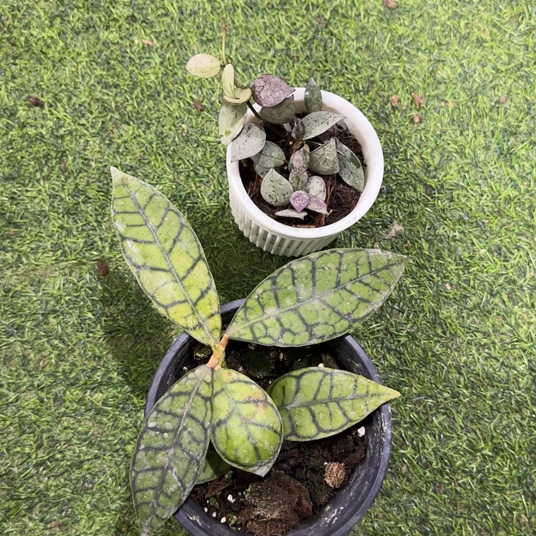 A***a无花朵淡味西瓜➕高斑裂瓣