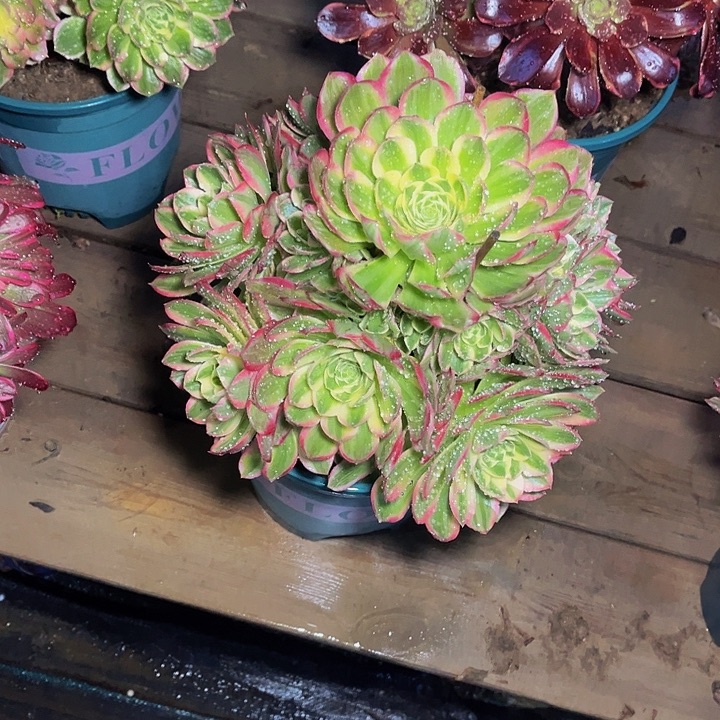 海王海王海王003