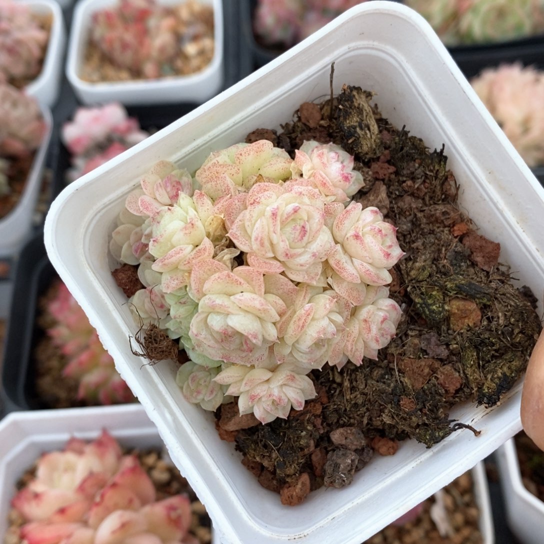 精品多肉一物一拍不包整33