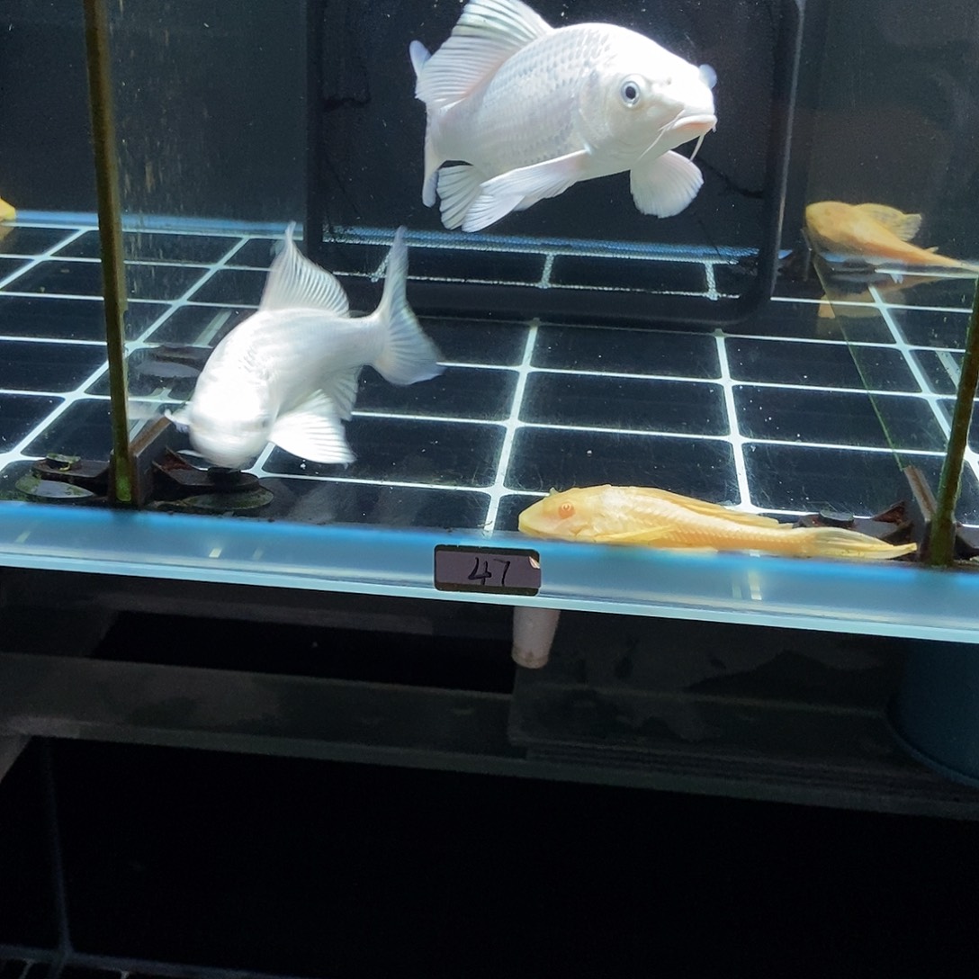 A***B蝴蝶鲤鱼47号白色蝴蝶鲤特价两条