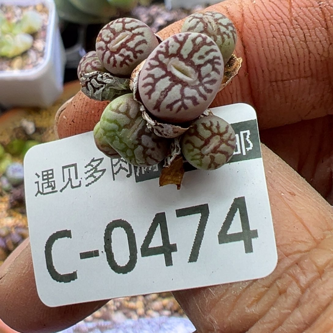 多肉植物1111111111111111