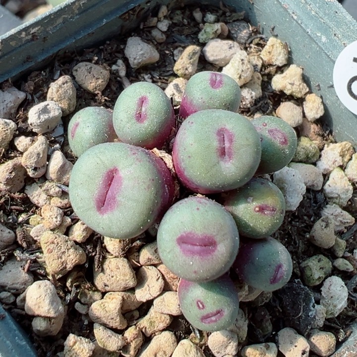 10头，16号11111111