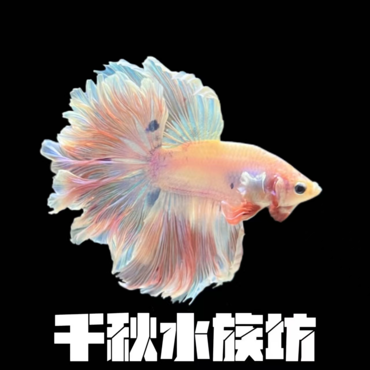 B9（193-216）斗鱼半月婚纱鱼好养耐活小型热带观赏鱼（直播间选鱼）