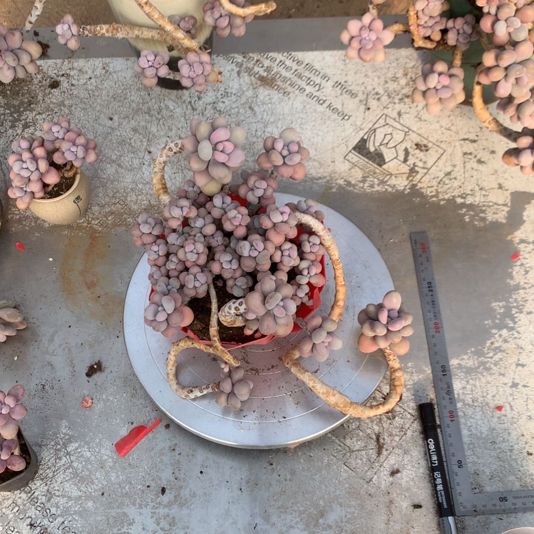 桃蛋老桩不带盆25号