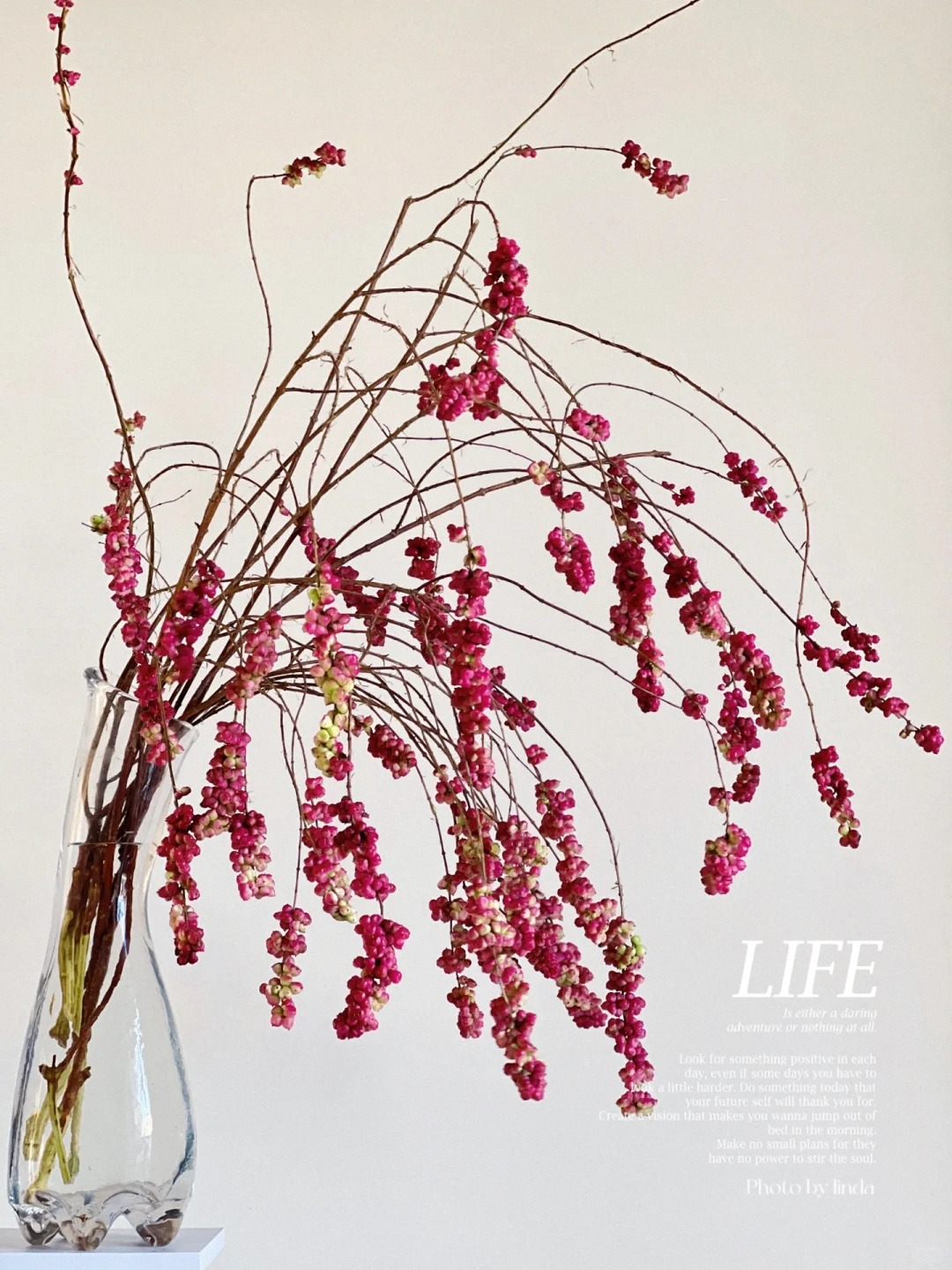 婵之语稀有小众花材 红雪果 /稀有花材