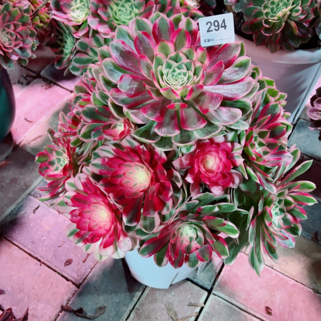 294孔雀翎法师多肉植物