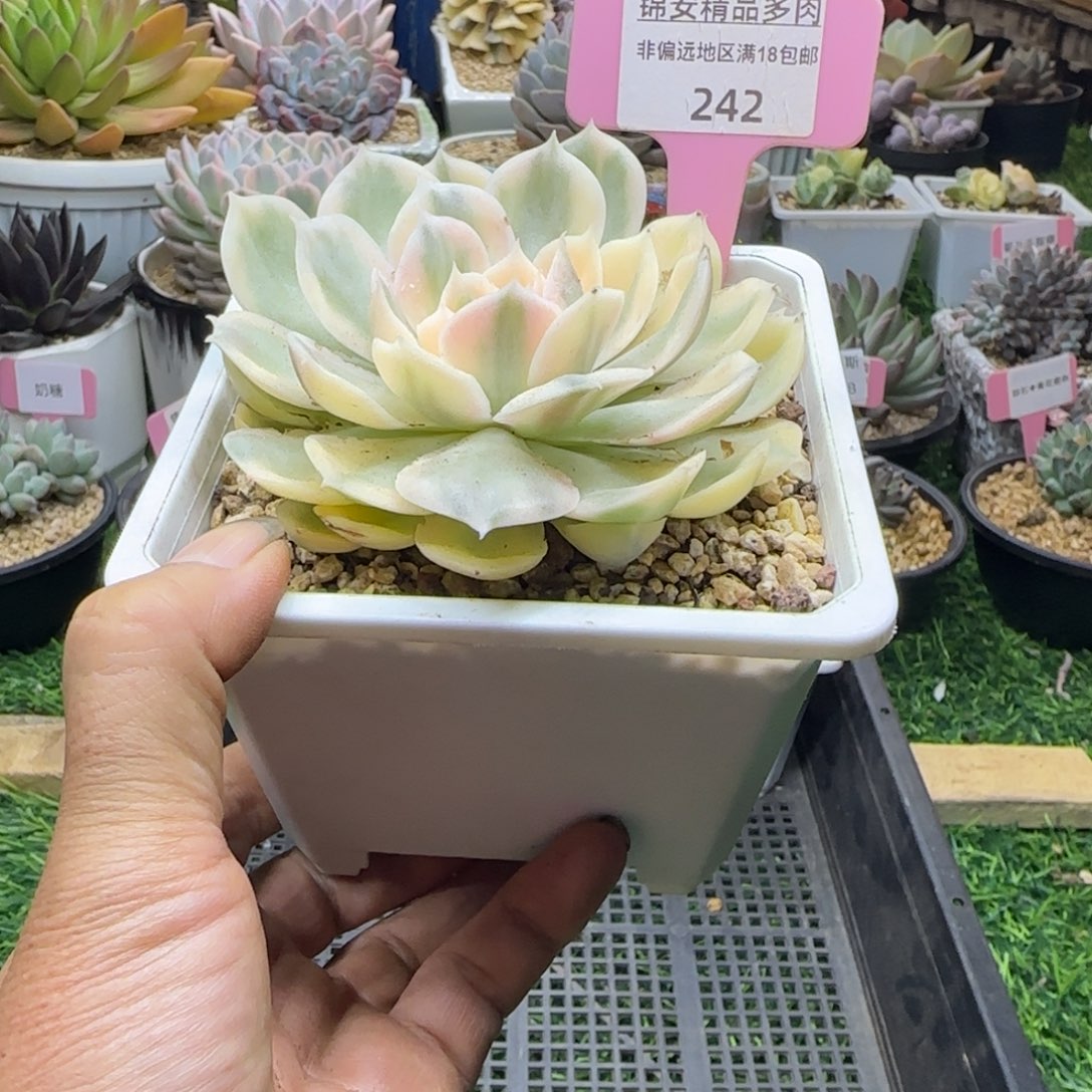 锦安精品多肉植物242