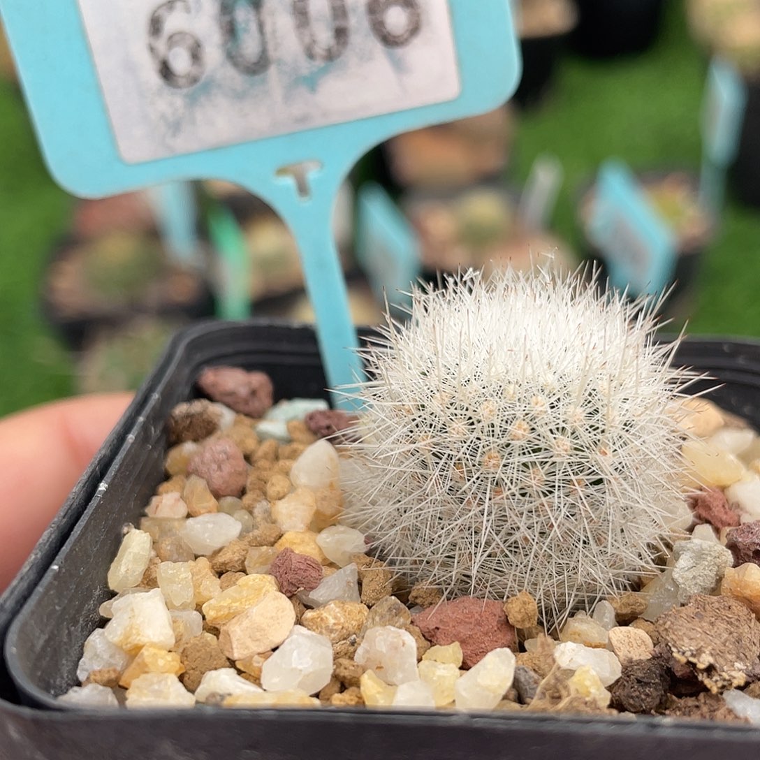 6006 自根雪茅刺裸根发货清货满 39 包邮，非偏远地区