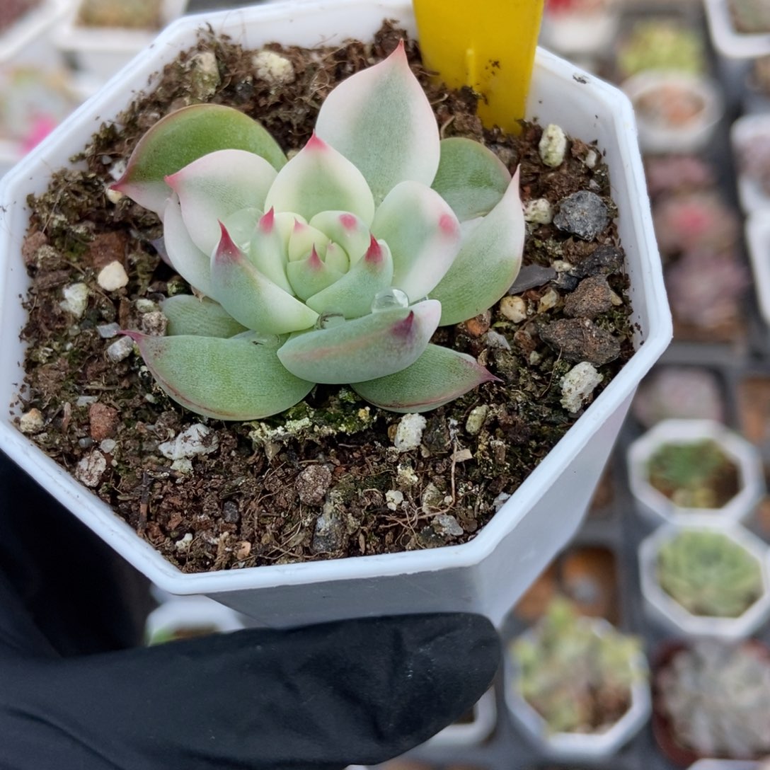 846吉娃娃锦多肉植物