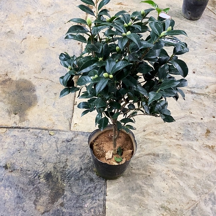 青芽托桂五色。 670。     
