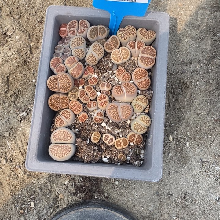 一***）生石花等植物的生长076