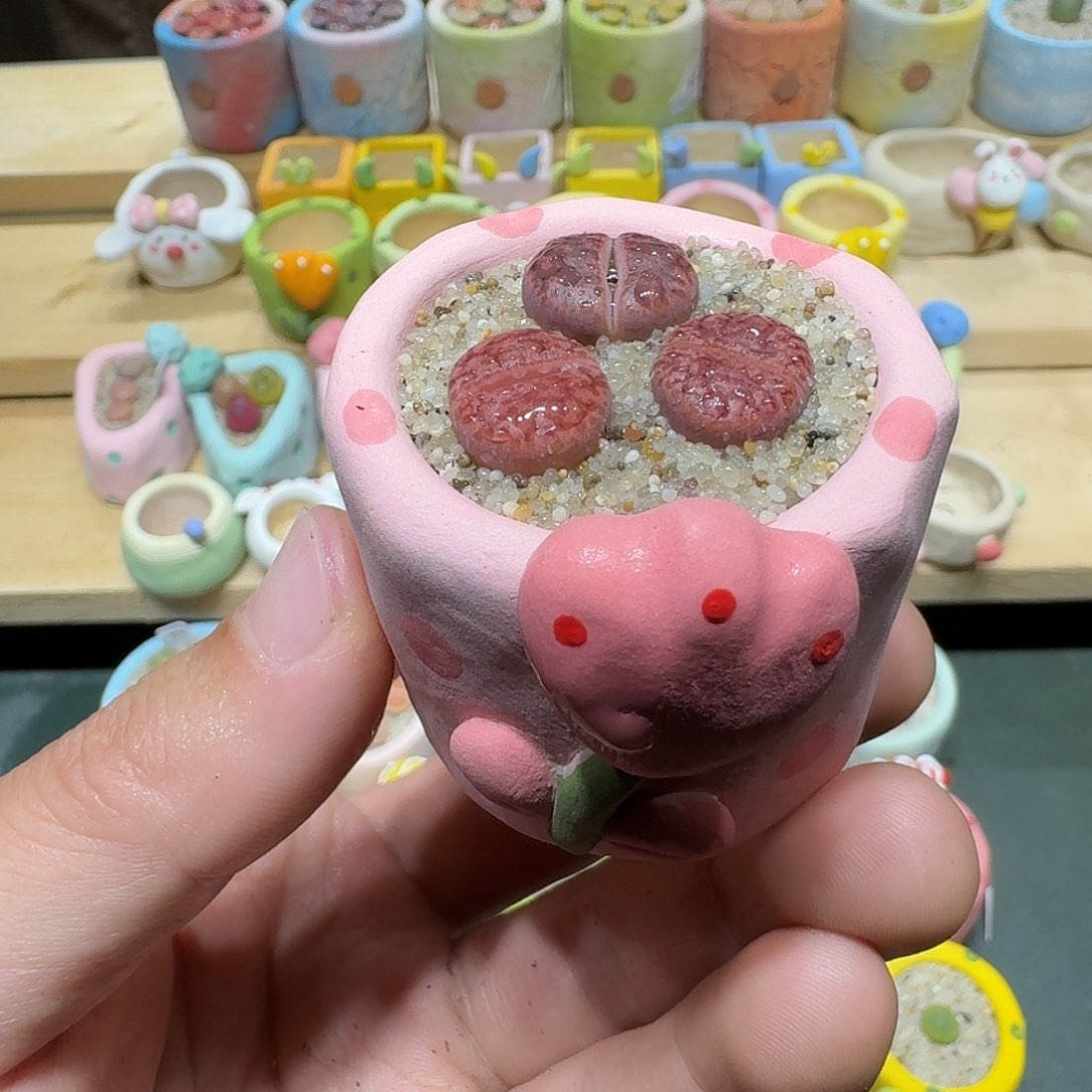 红陶蘑菇437紫蔗流