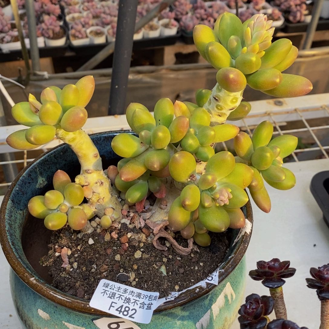 482金蟾多肉整18cm