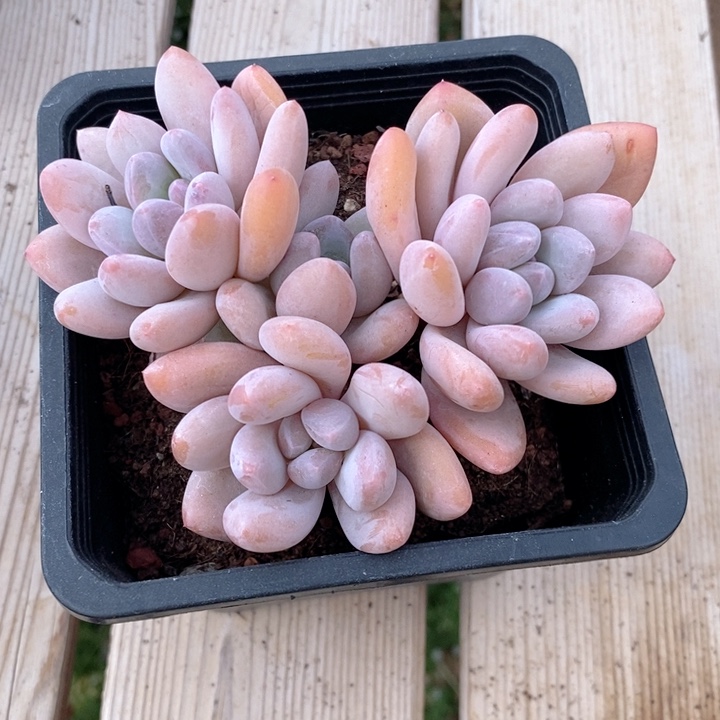 香水 韩货精品123124