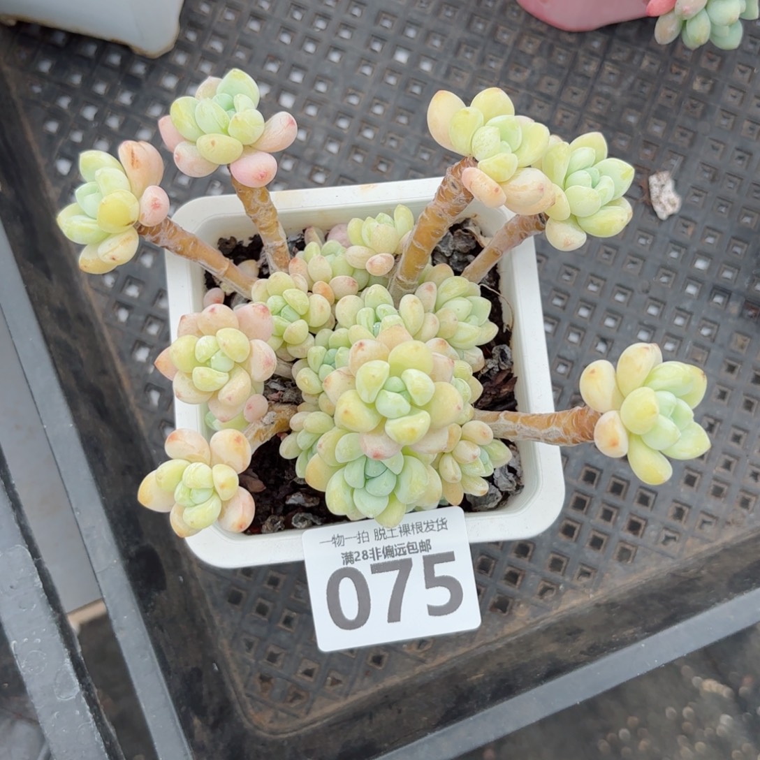 樱花罗绮老桩无盆土发货