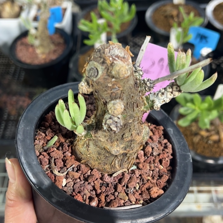 白象产地多肉植物