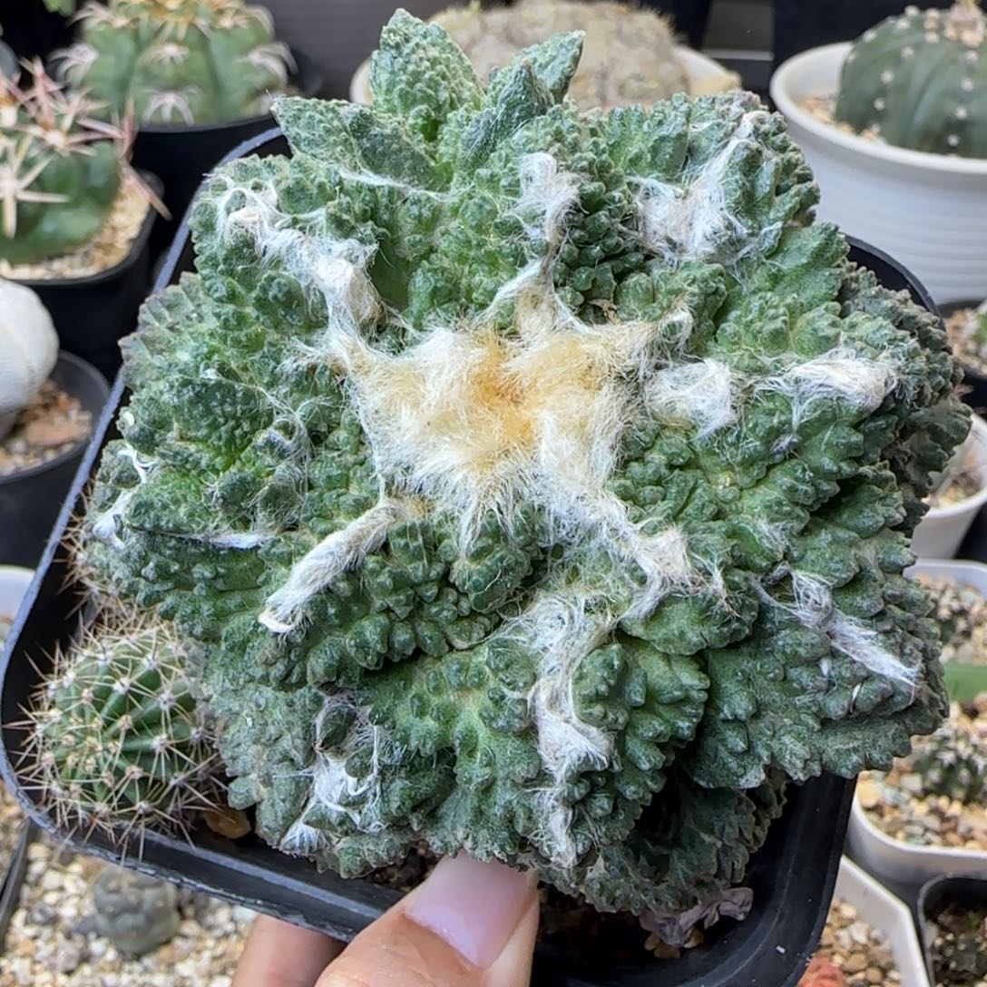 苗接怒涛草球多肉8厘米