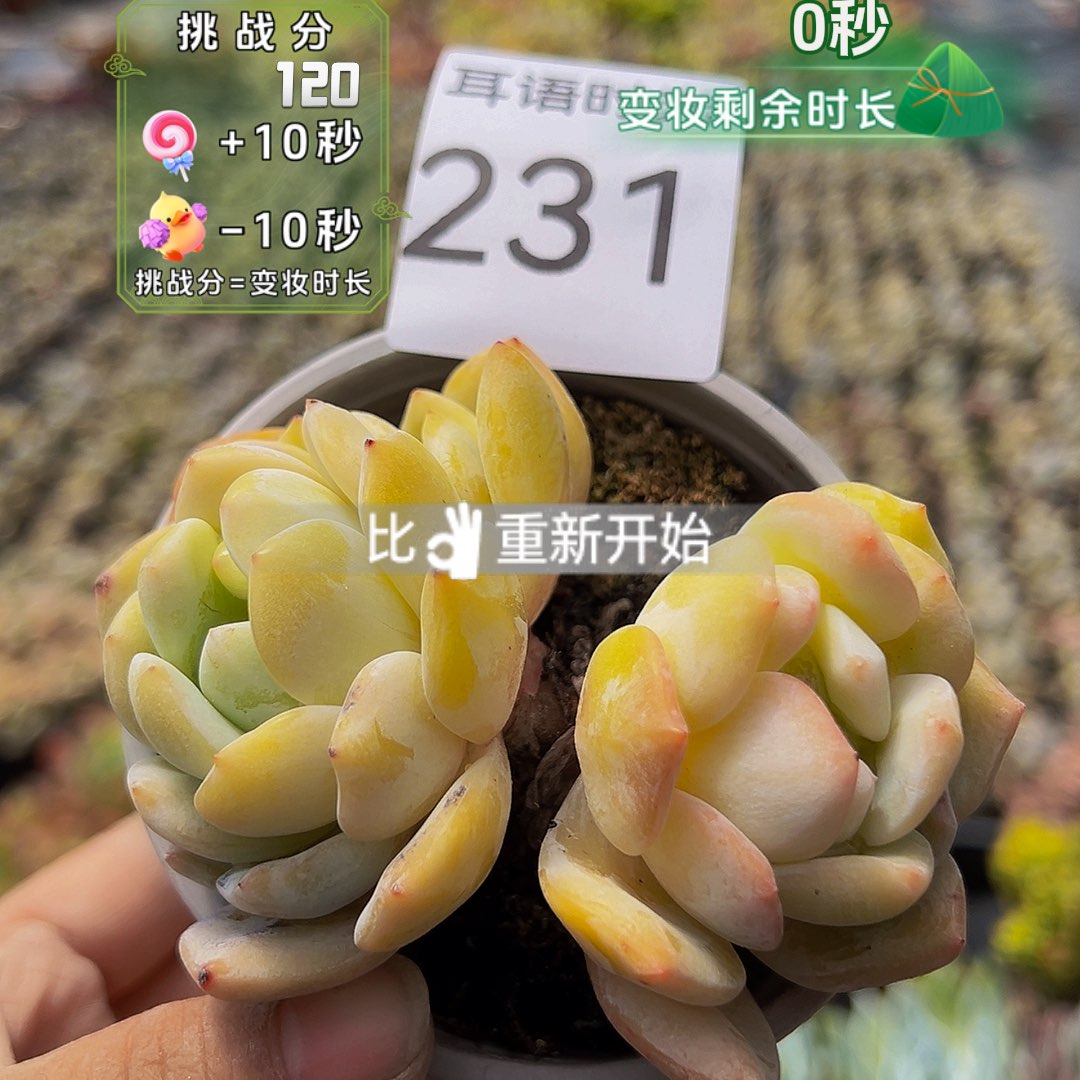 231，双头橙子，带盆带土发货