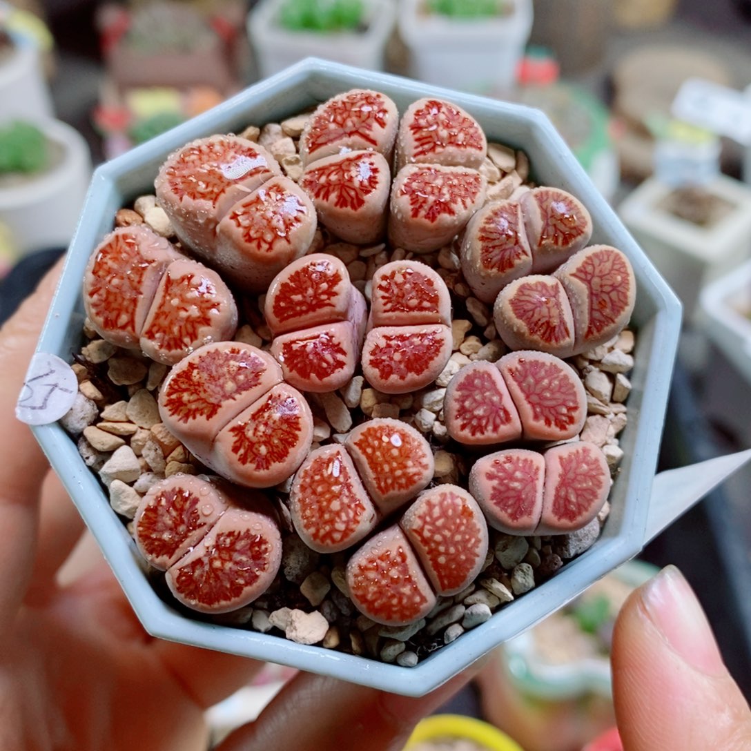 生石花花花花花花花144