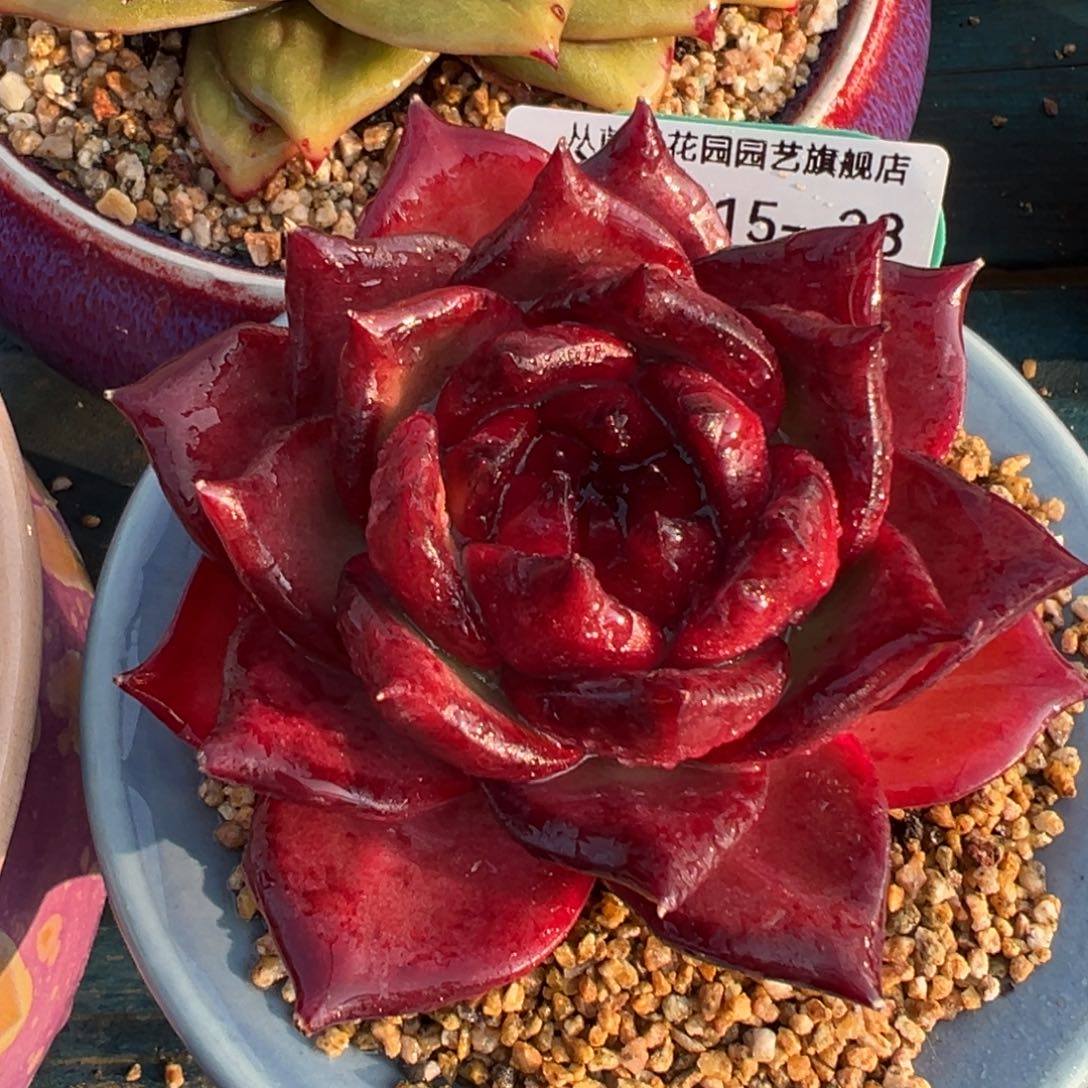 从前慢多肉精选编号0215.28