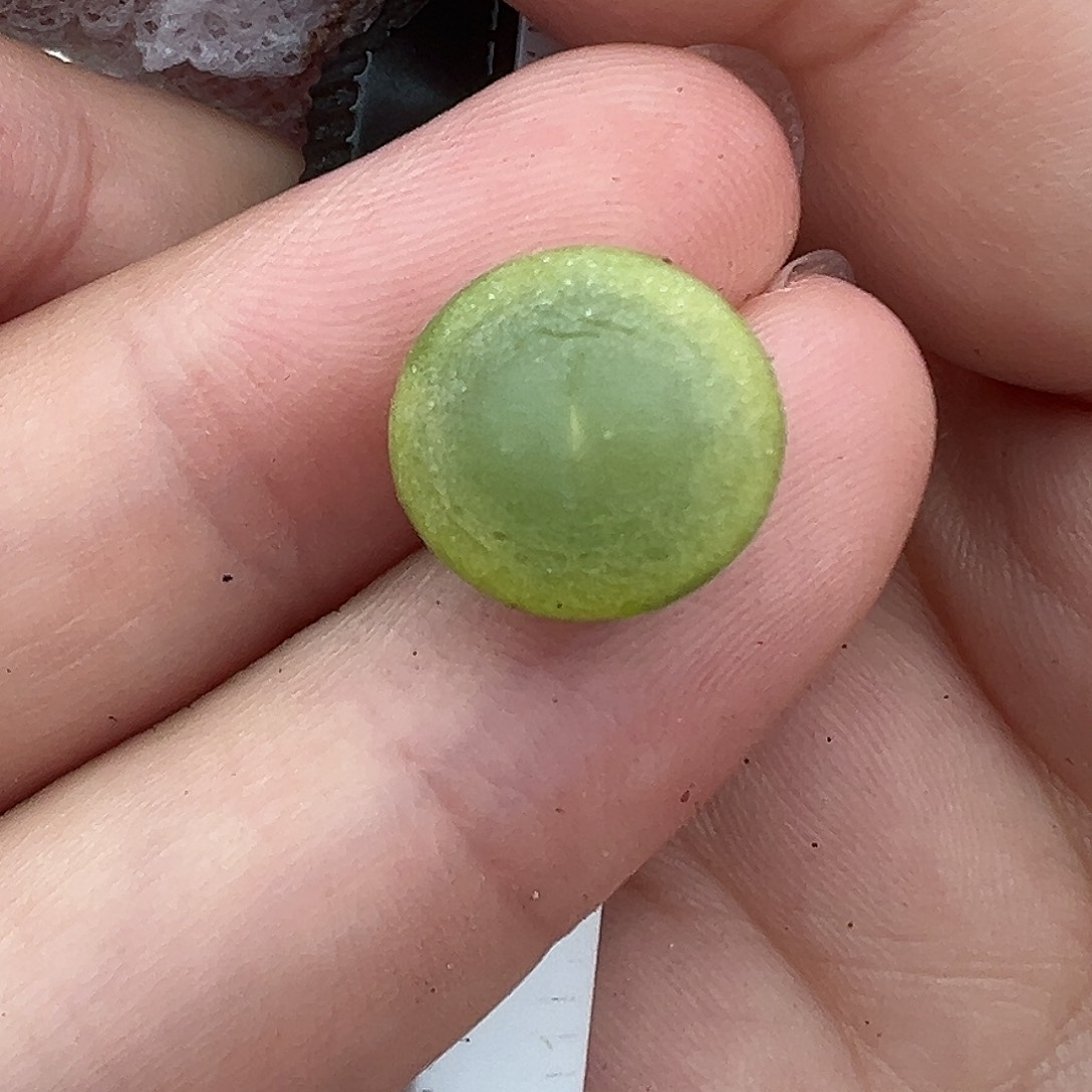 074拉登1473.19裸根发货