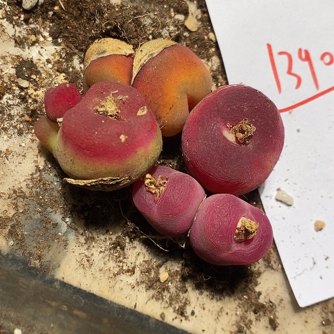 1390。  一组。 一组。