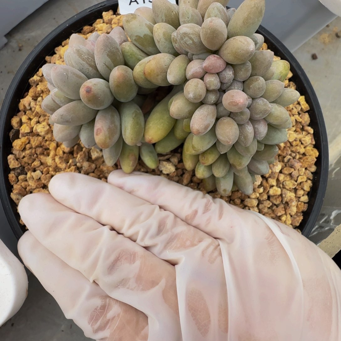 a a a a a a a a 13