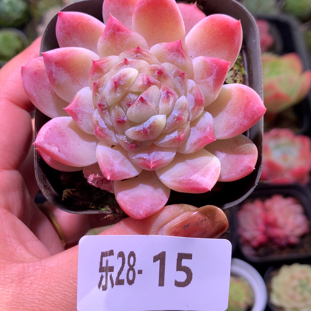 乐然28-15 秘境冰魄 